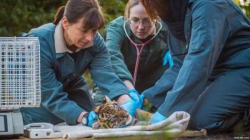 1427778534__81950133_vetsandvetnursesfromchesterzoocarefullycheckoveroneofthesumatrantigercubs-2