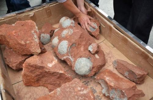 1429728990_dnews-files-2015-04-dinosaur-eggs-china-670-jpg