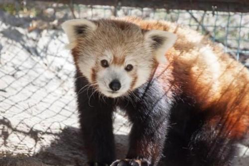 1430059246_20150423__red-panda-denver-zoop1