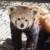В зоопарке Denver появилась новая красная панда
