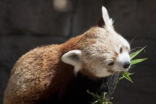 1430059302_20150423__denver-zoo-red-panda-eatingp1
