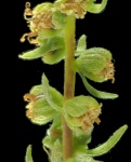 Hayesiana