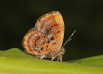 Sarota