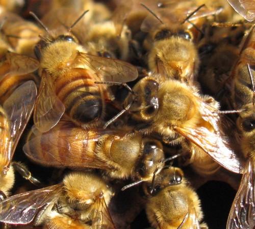 Bees in healthy, happy hive
