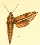 Centroctena