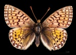 Napaea