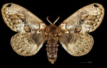 Brahmidia