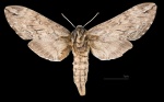 Ceratomia