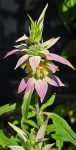 Monarda