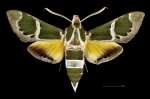 Rethera
