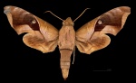 Enyo