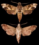 Unzela
