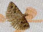 Alucita
