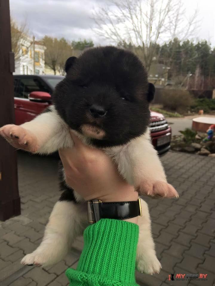 кобель