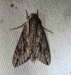 Paratrea