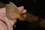 Periphoba