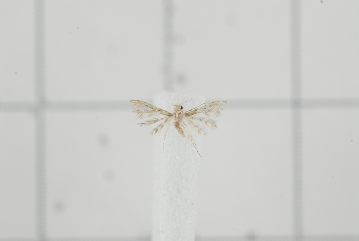 Tineodidae (Семейство)