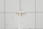 Tineodidae