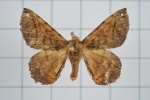 Prismosticta