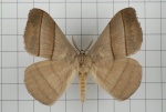 Palirisa