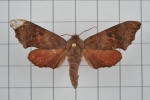 Cypoides