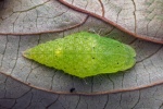 Abisara