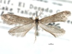 Acanthopteroctetidae