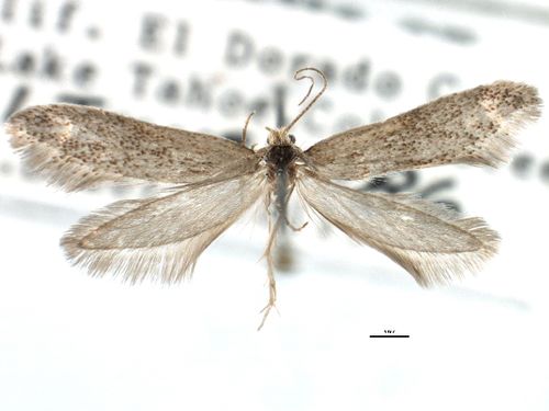Acanthopteroctetidae (Семейство)
