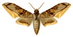 Acanthosphinx