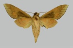 Acosmerycoides
