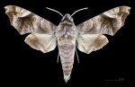 Acosmeryx