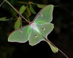 Триба: Saturniini

	Actias