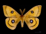Подсемейство: Agliinae

	Aglia