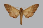 Agnosia