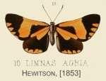 Xenandra