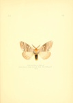 Ormiscodes