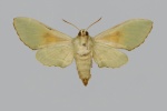 Akbesia