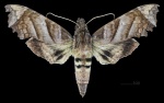 Aleuron