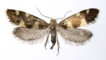 Alloclemensia