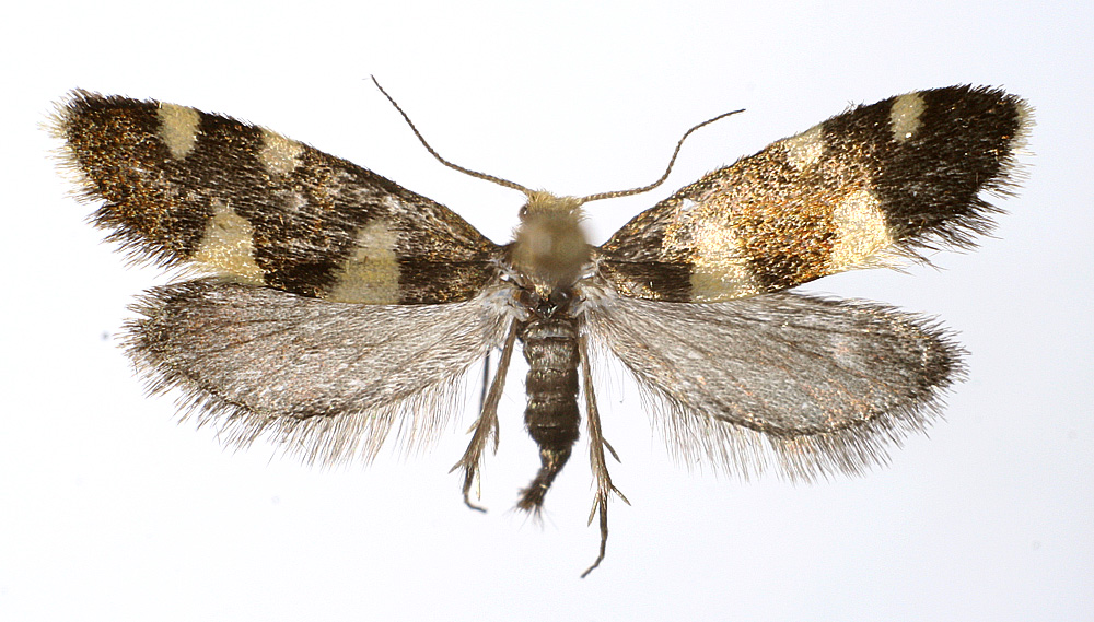 Alloclemensia (Род)
