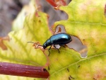 Ampelophaga