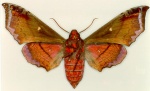 Altijuba