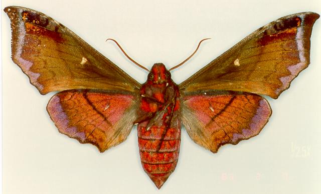 Altijuba