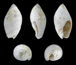 Neogene