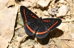 Amarynthis
