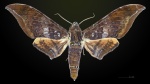 Ambulyx