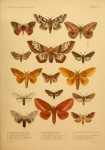 Othorene