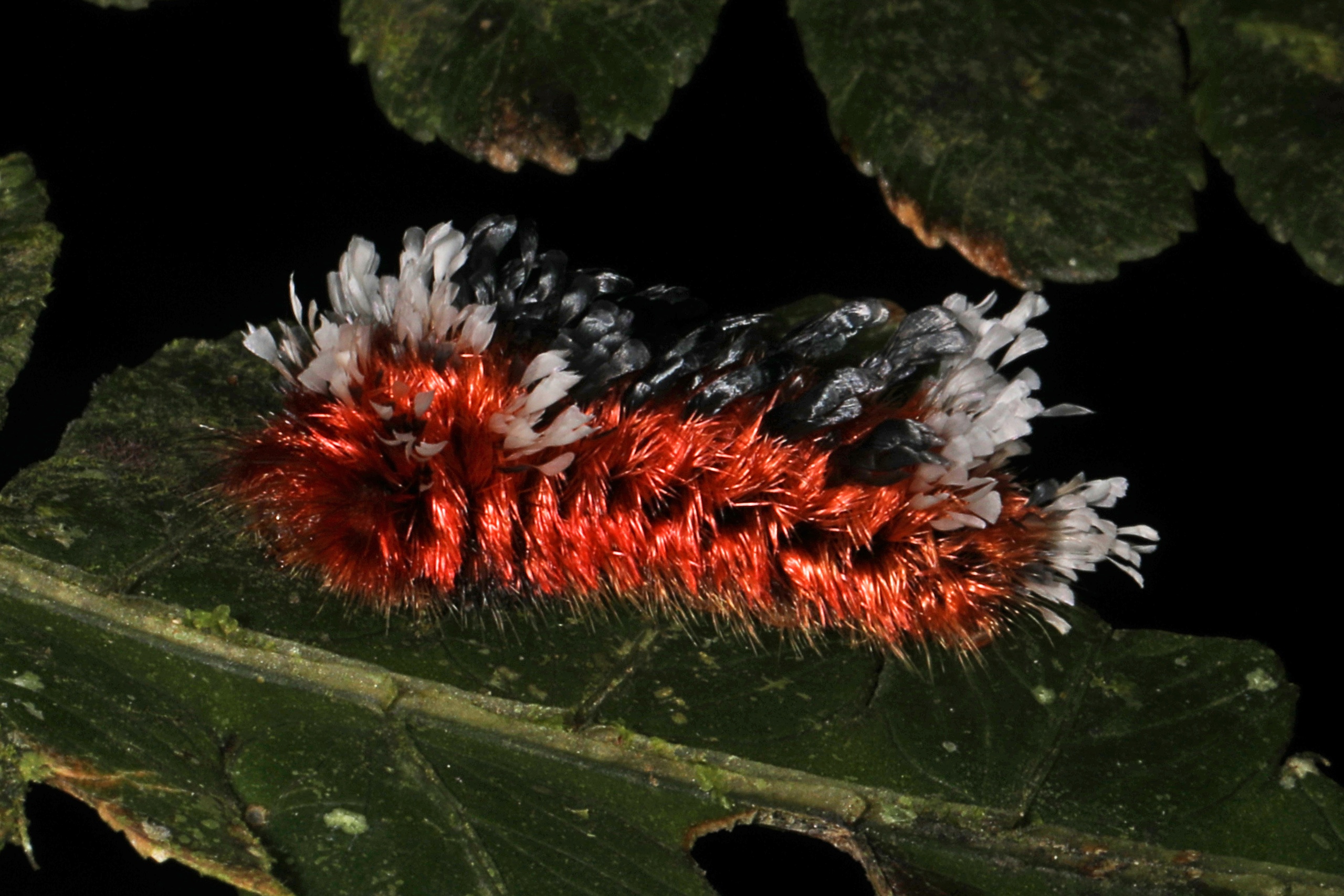 Zolessia