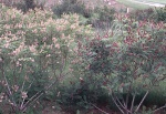Amorpha