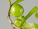 Melanocera